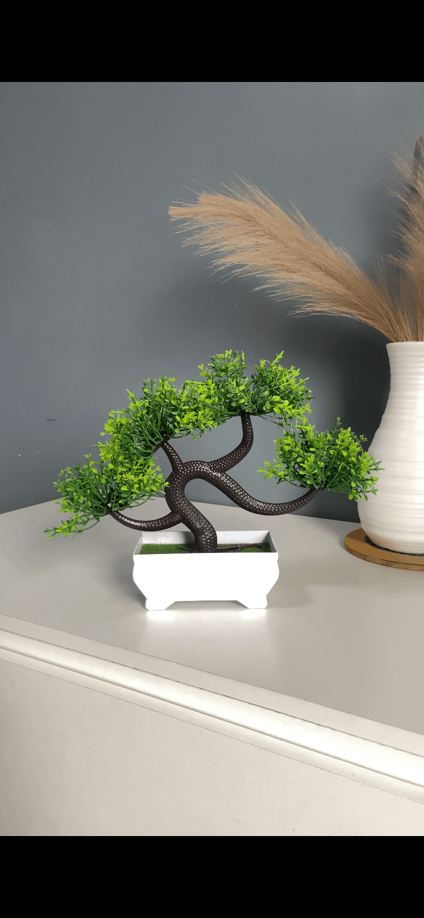 bonsai plant
